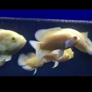 ikan baby Oscar albino Paris dan tiger Multicolor