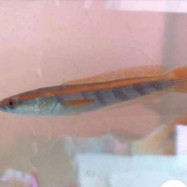 channa red Barito Multicolor