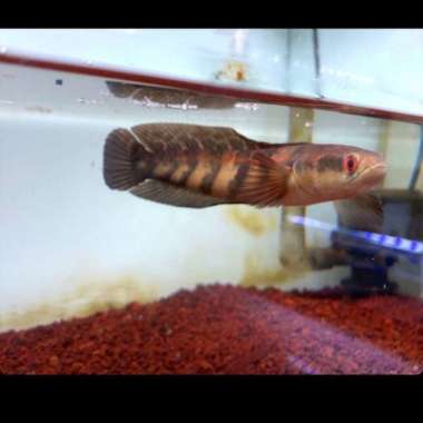 ikan channa red sampit Multicolor