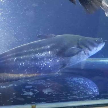 HIASAN AQUARIUM IKAN TAPAH CATFISH WALLAGO CATFISH HIGH QUALITY MARS1 Multicolor
