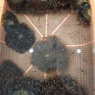 anemon clown / rumah nemo Multicolor