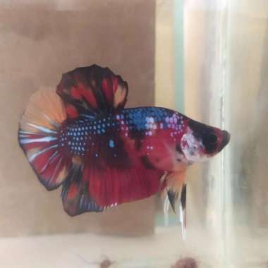 ikan cupang hias giant multi size big Multicolor