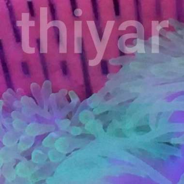 tanaman hias laut anemon Multicolor