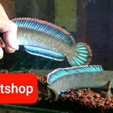 channa limbata sepair jumbo Multicolor