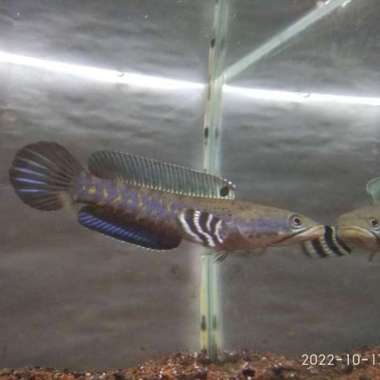 channa blue pulchra 12-13 cm Multicolor