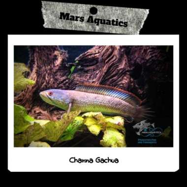 HIASAN AQUARIUM CHANNA GACHUA HIGH QUALITY LIMBATA MARS AQUATICS Multicolor