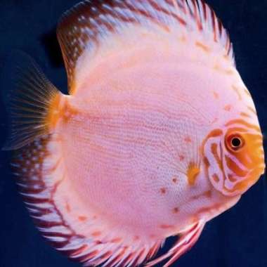 discus white butterfly / ikan discus / diskus / ikan hias / aquascape Multicolor