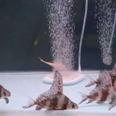 ikan chf chinese high fin Multicolor