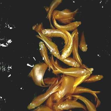 Ikan cupang plakat gold Multicolor