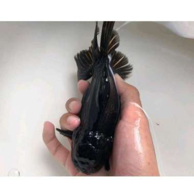 ikan mas koki black oranda besar Multicolor
