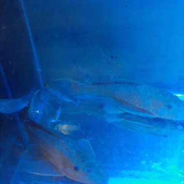 ikan sapu sapu albino ukuran XL Multicolor