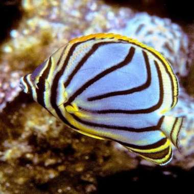 ikan hias air laut - kepe mayeri Multicolor