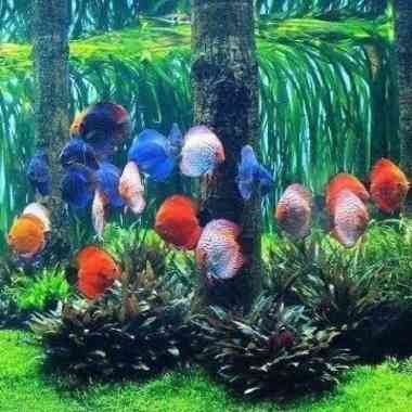ikan discus mix 2 inch / ikan discus paket / paket ikan discus Multicolor