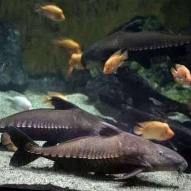 oxydoras niger catfish Multicolor