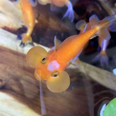 Mas Koki Bubble Eye Mata Balon Thailand Red White Multicolor