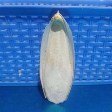 Tulang Sotong +-15 cm Cangkang Cumi Calsium Untuk Burung Lovebird Falk 1 pcs