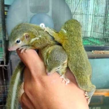 tupai kekes Varian Based Information