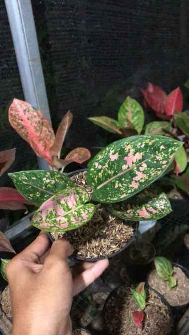 Aglonema Ruby Fanta Multicolor