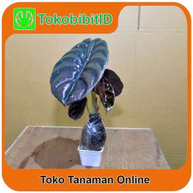 Tanaman Hias Daun Keladi Tengkorak