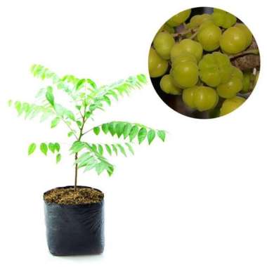 Tanaman Buah Cermai Manis