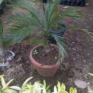 Tanaman Hias Daun Palem Phoenix 50 cm