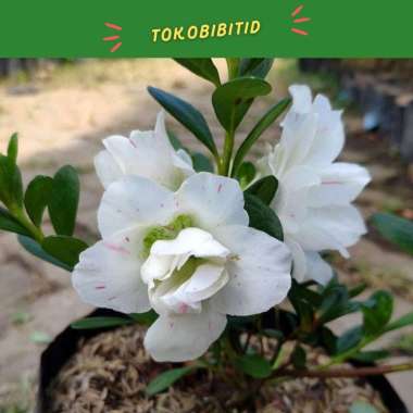 Tanaman Hias Bunga White Azalea