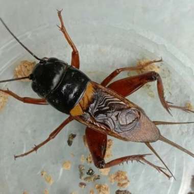 Jangkrik Aduan / Jangkrik Ngerik Jangkrik Jrabang Merah Aduan