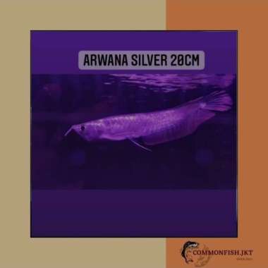 ikan arwana silver brazil serat merah size Â±20cm Multivariasi Multicolor