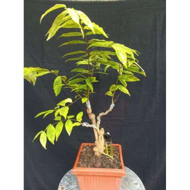 bonsai jalitri varigata