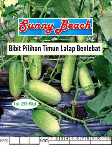Bibit Pilihan Timun Lalap Benlebat|Benih Ketimun Benlebat|Mentimun