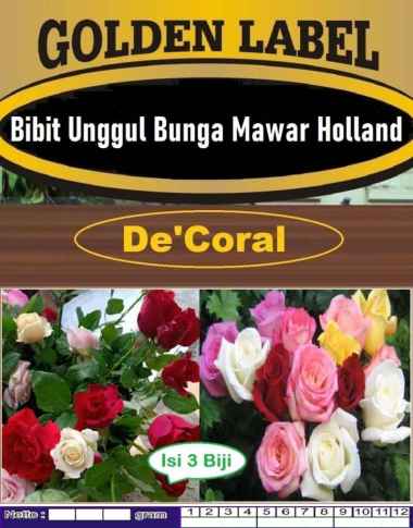 Bibit Unggul Bunga Mawar Holland|Benih Bunga Mawar Holland|Rose