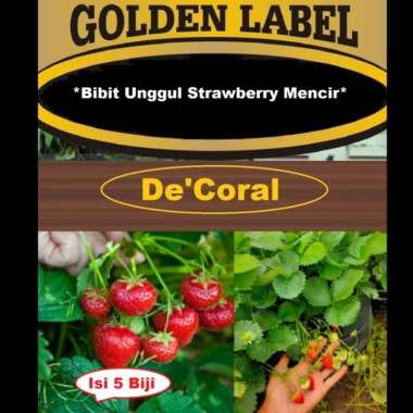 Bibit Unggul Strawberry Mencir|Benih Strawberry Mencir|Strobery Mencir
