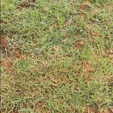 Rumput Paking Hidup Permeter|Rumput Jepang Hidup|Rumput Taman