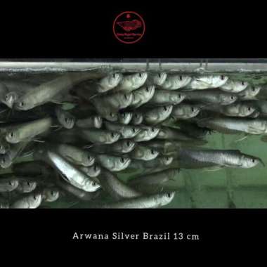 Arwana Silver Brazil 13cm / arowana silver Brazil 13cm Multicolor
