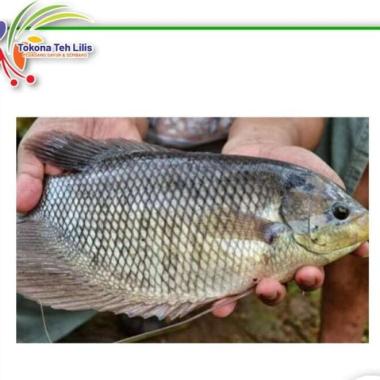 Ikan Gurame 1kg