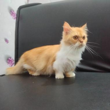 Kucing Munchkin Cebol Kaki Pendek Persia Betina Oren Dewasa 11 Bulan