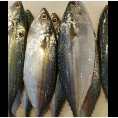Ikan Kembung Banjar