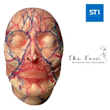 "The Face" Realistic Facial Anatomy Model