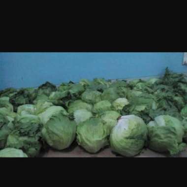 Sayur Lettuce Head Letus Selada Bokor segar fresh 1 kg