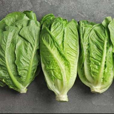 Sayur Lettuce Romaine Letus romaine romen segar 1 kg