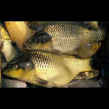 Ikan mas hidup segar fresh 1kg 1 kg