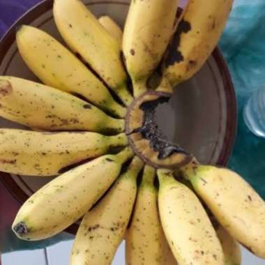 Promo Pisang mas per sisir