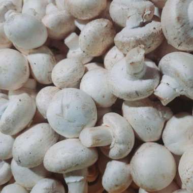 Jamur Kancing-Champignon/1 kg