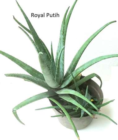 PELEPAH LIDAH BUAYA PONTIANAK / ALOE VERA PONTIANAK ORGANIK