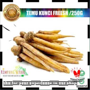 temu kunci / temu kunci fresh segar
