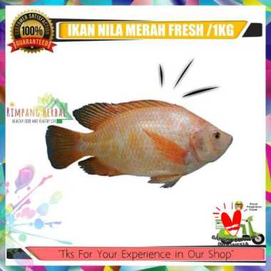 ikan nila / ikan nila merah / ikan segar / rimpang herbal