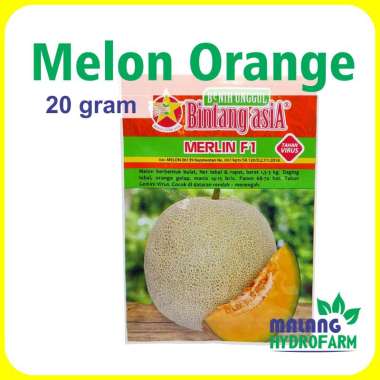 Benih Melon Orange Merlin F1 20 gram Bintang Asia dataran rendah - Menengah buah bibit pertiwi oren hidroponik hydroponik