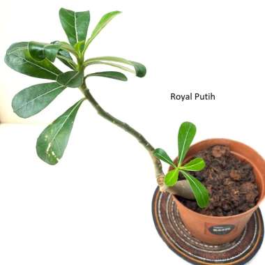 TANAMAN HIAS KAMBOJA / KAMBOJA JEPANG