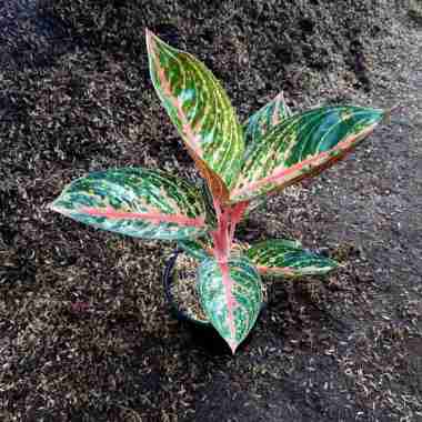 aglonema widuri Multicolor