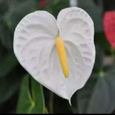 bunga anthurium putih / anthurium putih Multicolor